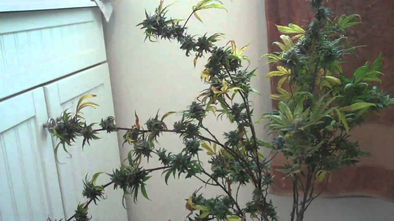 My last plant of the harvest G.D.P
