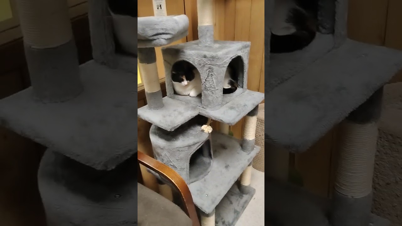 Mountain Empire veterinarian clinic\Julia's Jungle Spokane Valley WA 🐈🐈‍⬛ cats for adoption 🙏🐾💜💙🥰🥰🥰