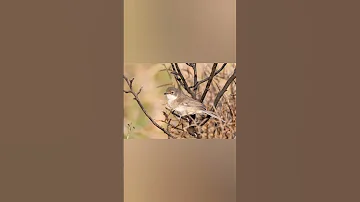 صوت الشحيم الاصلي 