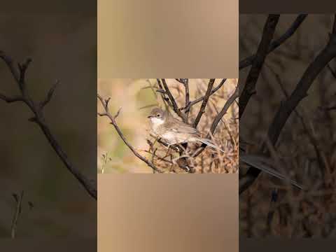 صوت الشحيم الاصلي