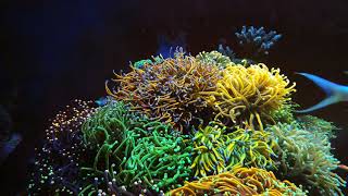 Euphyllia Garden Pillar. Holy Grail. Tunze Wavebox 6215.