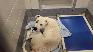 acs A657435