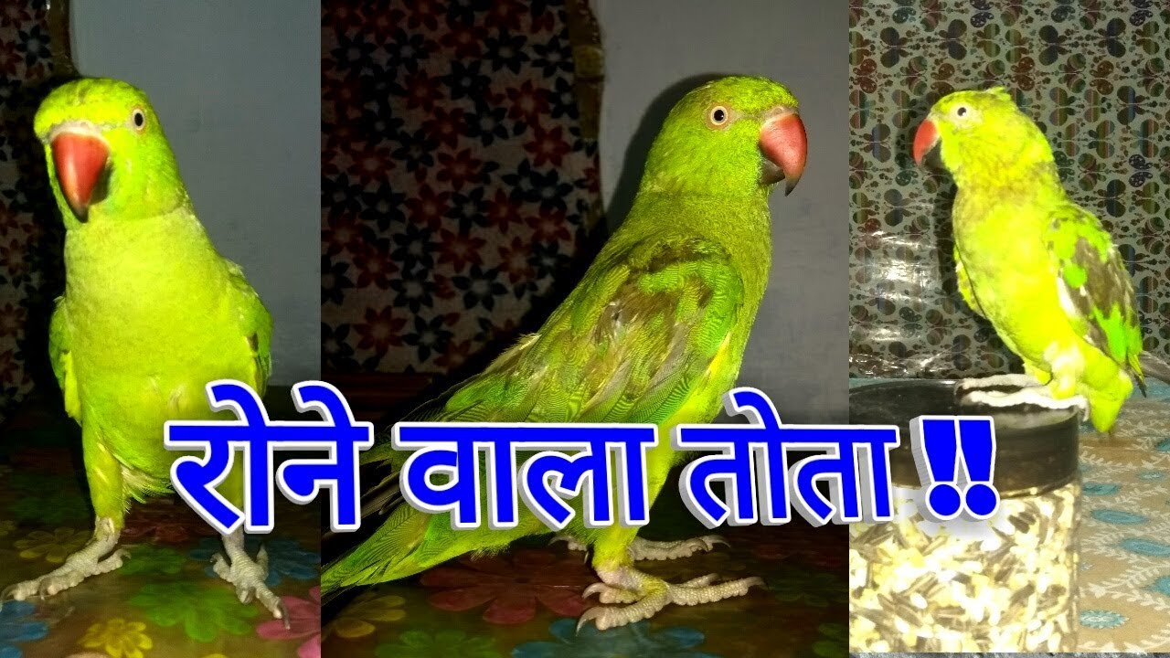 indian ringneck parrot talking training