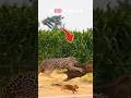 River of Death: Jaguar vs Giant Caiman 😱#Jaguar#Caiman#Wildlife#JungleKing#shortvideo