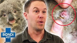 Top 5 Koalas In Danger  Wildlife Rescue | Bondi Vet Compilation | Bondi Vet