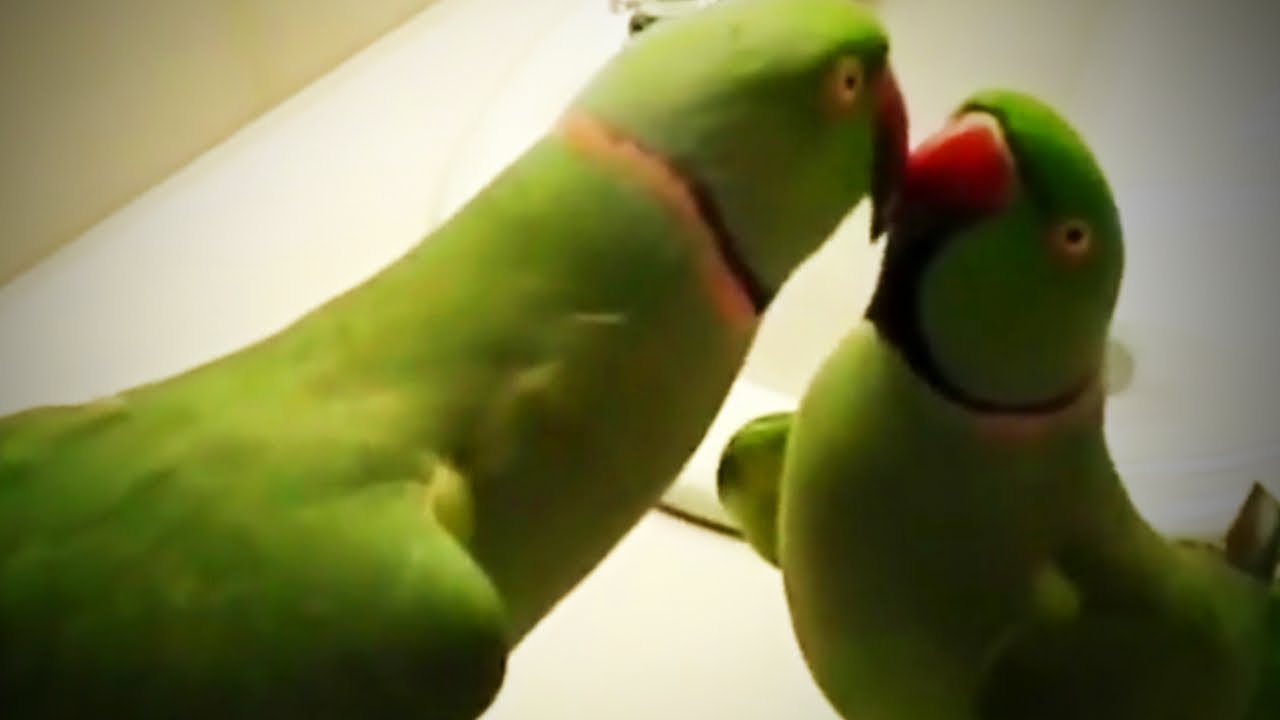 ⁣Parrots ? ? Funny and Cute Parrots Talking Like Humans [Funny Pets]