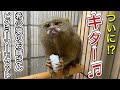ついに！！希少猿の可愛いピグミーマーモセットを迎え入れることが出来ました！！