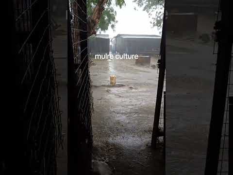 في بيبور in pibor 🇸🇸