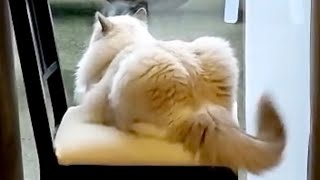 Nikko Cat tail swings like a Pendulum Clock on the Chair | Cat Shorts