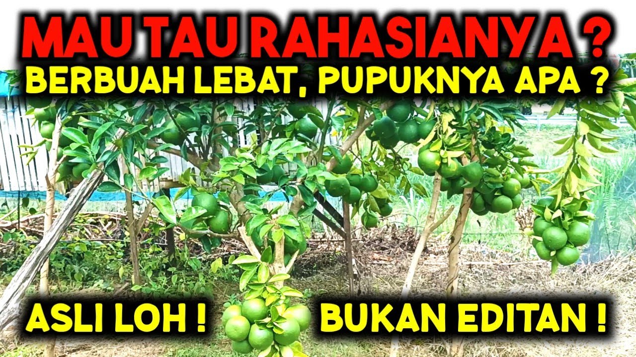 PAHAMI ILMU INI ‼️ JIKA ANDA TAHU SANGAT MUDAH MEMAKSA JERUK BERBUAH LEBAT