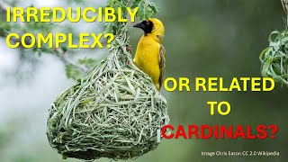 Critiquing Creationism: Is the Masked Weaver Bird Irreducibly Complex?