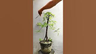 Tips Pruning Asam Jawa Tegak Lurus @seputarbonsai