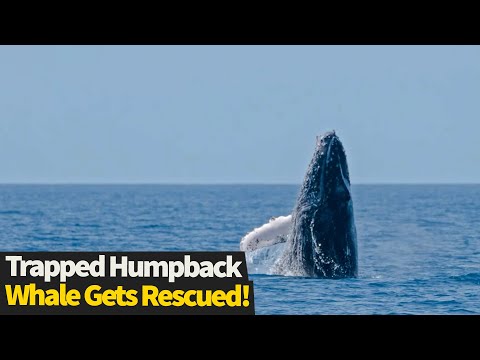 Heroic Man Leaps Into Action To Save Humpback Whale Trapped In Netting.