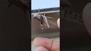 Çekirge Bir Zıplar Iki Zıplar Ama Çekirge Nasıl Yakalanır