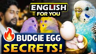 How Many Eggs Do Budgerigars Lay? | Budgie Egg Laying & Hatching Time Explained screenshot 5