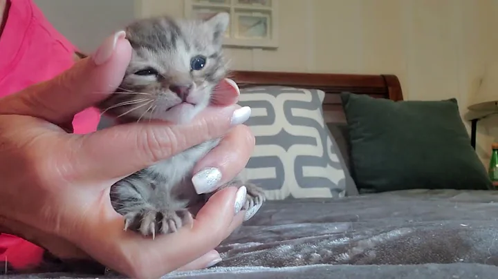 Video 2141241: silver spotted bengal kitten, spotted male bengal kitten