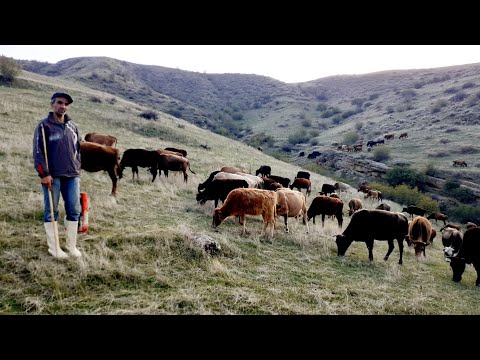 Naxırçı Qardaşımızın Sözlərinə Qulaq asın