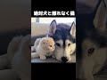 犬を親だと思ってる猫はこうなります...#shots