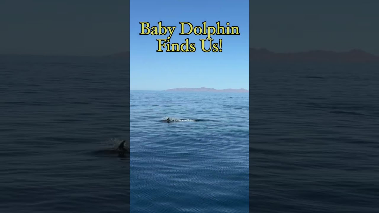 Baby Dolphin Swam Straight To Us