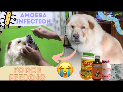 NAGSUSUKA AT NANLALAMBOT SI ENOLA | NAGKAROON NG AMOEBA INFECTION | FORCE FEEDING MY DOG | CHOW TV