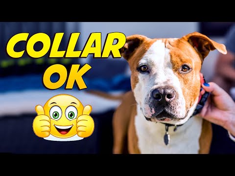 Video: Ayuda, mi perro odia los collares! - La mejor manera de poner un collar en tu perro