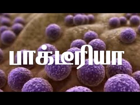 பாக்டீரியா - EIGHTH STANDARD - நுண்ணுயிரிகள் (அலகு 6) - BACTERIA -MICROORGANISMS - Tamil medium