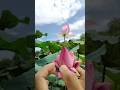 Modifying flower petals to make them more beautiful #handicrafts #flowers #flowerart