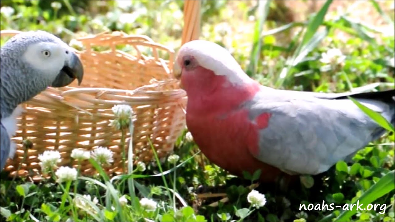 rescue dogs rock nyc Parrots with basket enrichment - Noah's Ark Animal Sanctuary