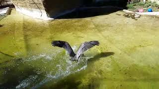 Pelican dive slow motion