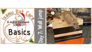 12 days of Enrichment 2020: wall jump by Isamu Rat Care 975 views 3 years ago 1 minute, 20 seconds