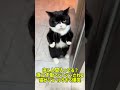 中に人間入ってる？直立不動でツンツンされる猫がシュールすぎて爆笑 #猫 #cat #youtubeショート #ねこ #元気になる動画 #猫のいる暮らし #猫のいる生活 #保護猫 #子猫