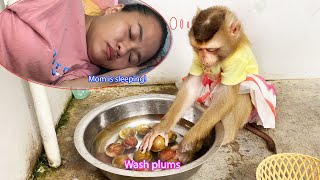 Monkey LyLy woke up early to wash plums and called her mother to eat with her