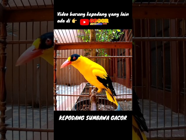 Burung kepodang sumbawa gacor #gogorsutrisnonnzz #kepodangmas #kicaumania #kepodangemasgacor #shorts class=