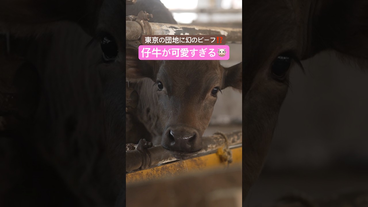 青さぎ牧場 Did you know? There's a farm raising 