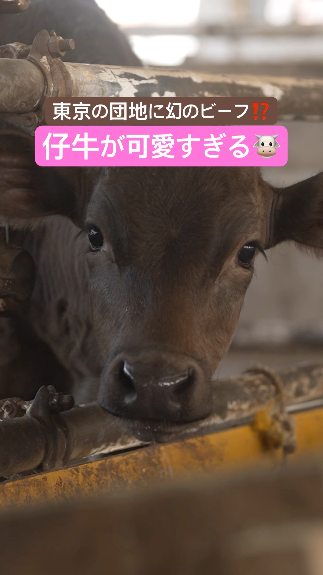 青さぎ牧場 Did you know? There's a farm raising 
