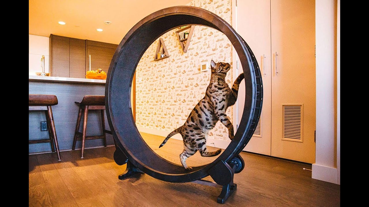 CAT COMPILATION Cat Exercise Wheel Cats Who Love To Exercise YouTube