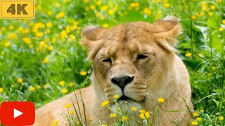 MUSIQUE RELAXANTE POUR SE DETENDRE AVEC UN FOND D'ECRAN 4K LION NATURE screenshot 2
