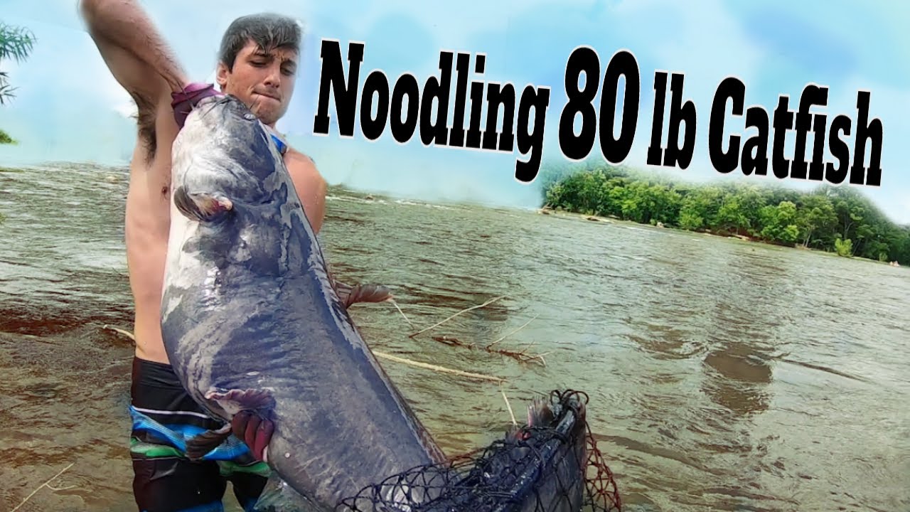 Noodling Catfish: Catching & Noodling Giant Catfish By Hand