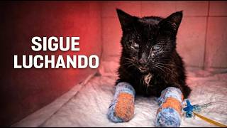 Mimi sigue aquí. Pero aún no está a salvo