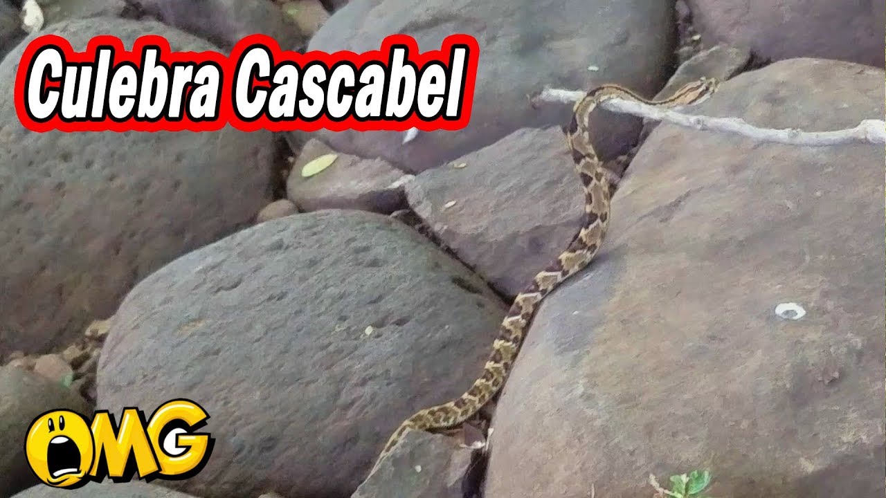 mexicano restaurant Agarramos Una Culebra Cascabel 😱 - El Salvador Go Con MARIELA y JOSE Parte 4