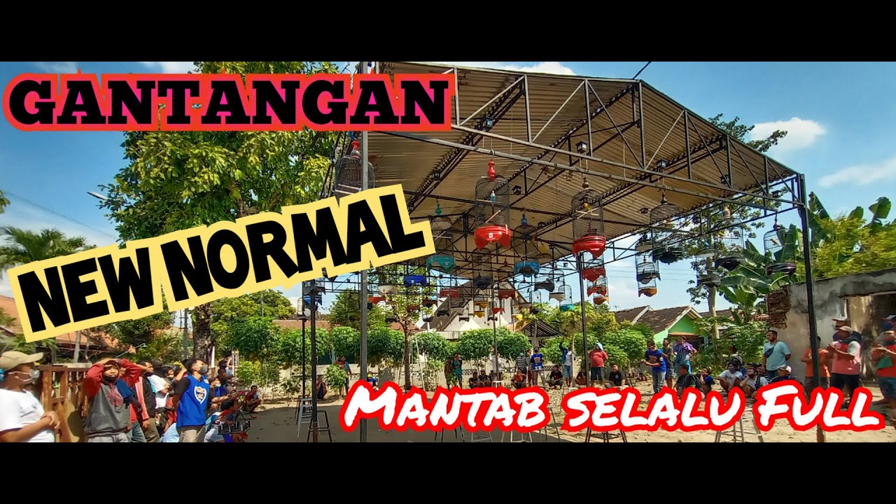 Lomba Burung || Dokumentasi dan kompilasi video Lovebird ...