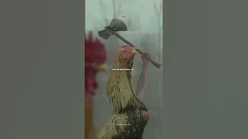 شركة دجاج ابوني ياك باطل خوتي تصميم فيديوهات تصميمي September20th شاشة سوداء تيكتوك مشاهير 