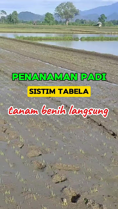 Planting rice using the tabela system