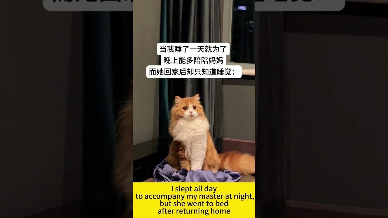 Долгая ночь, одинокий котенок🐈🐈🐈☹️☹️