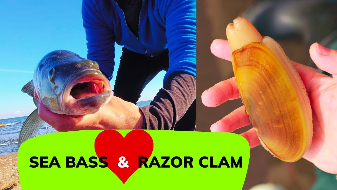Razor Clam Rig for Sea Bass Fishing  Surf Fishing Rigs and Baits 