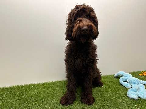 Video Cockapoo