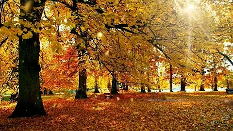 1 Hour Wonderful Autumn Piano Music - For relaxing, studyng, de-stressing - DayDayNews