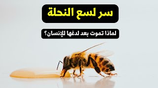 ليه النحلة تموت بعد القرص | عالم الحيوان