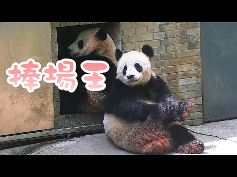 《熊貓早晚安》一場專業的中秋“演奏”會 | iPanda熊貓頻道
