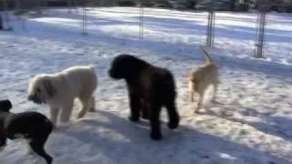 Cool Dogs At Play - Cugnos Canine Center